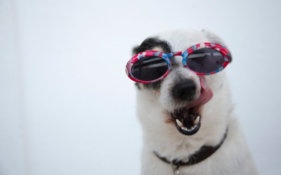 Fun Facts sur les chiens