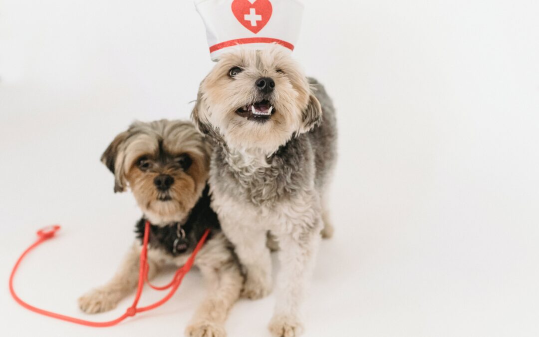 Les maladies canines